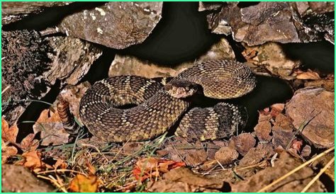 Are there rattlesnakes in the Willamette Valley?