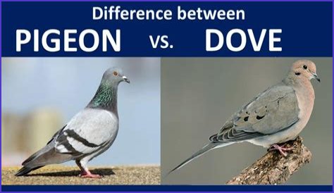 What is the difference between Dre and Bre?